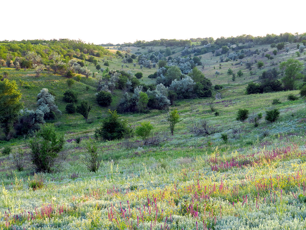 Верхньокільченський заказник